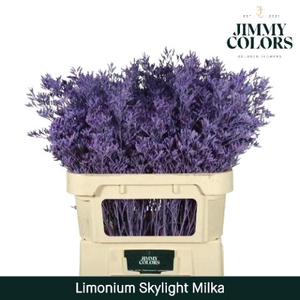 Limonium Skylight L80 Milka
