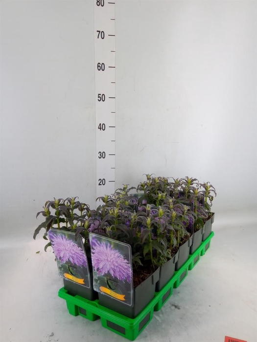 <h4>Monarda didyma</h4>