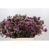 Chamelaucium 'Nina's Delight'