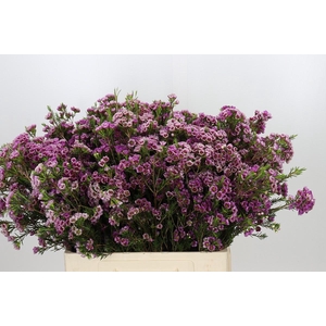 Chamelaucium 'Nina's Delight'
