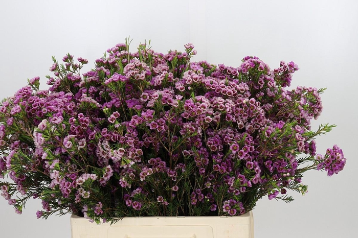 <h4>Chamelaucium 'Nina's Delight'</h4>