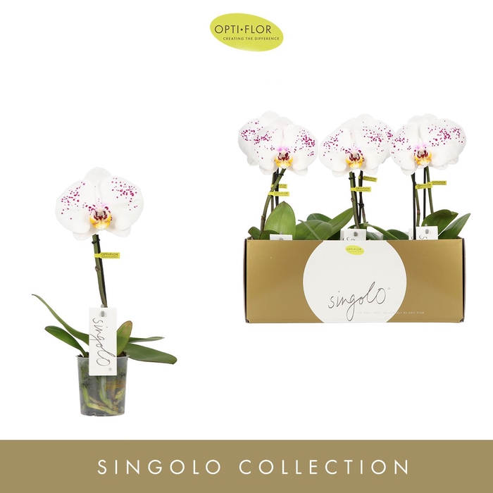 Phalaenopsis overig