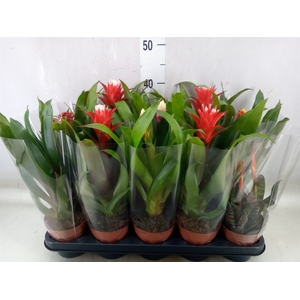 Bromelia   ...mix