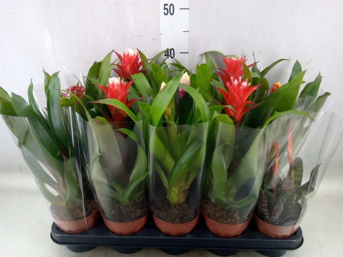 <h4>Bromelia   ...mix</h4>
