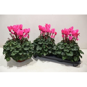 Cycl Gr Sup Xl Dark Pink