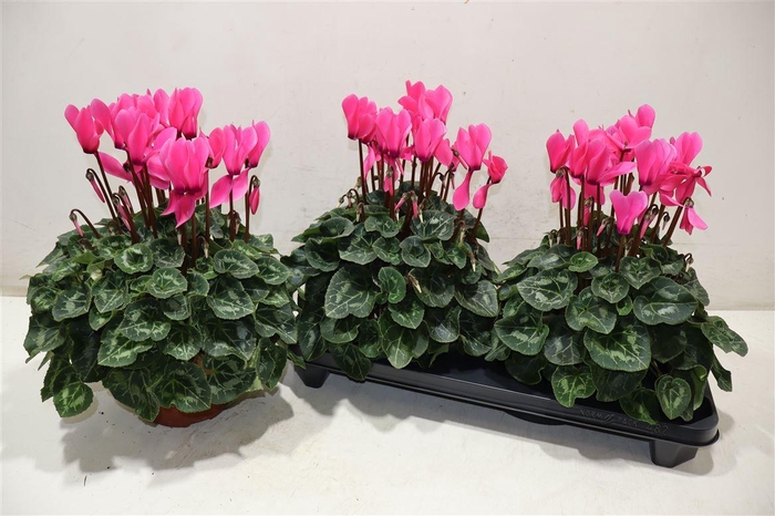 <h4>Cycl Gr Sup Xl Dark Pink</h4>