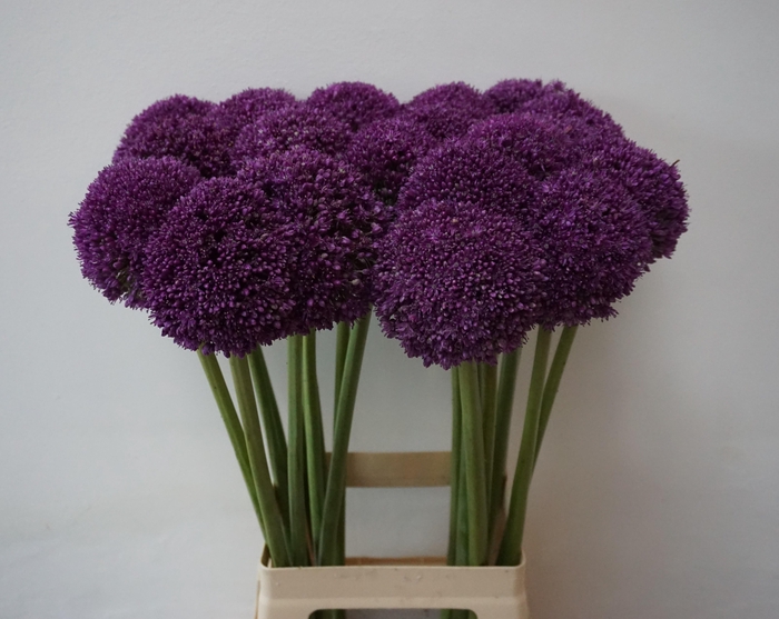 <h4>ALLIUM AMBASSADOR</h4>