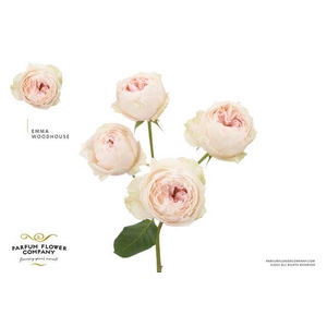 Rosa spray garden emma woodhouse