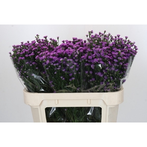 Aster Baby Pink