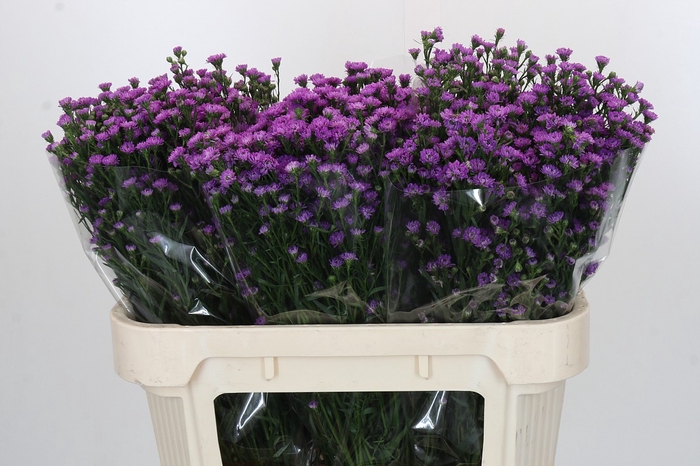 <h4>Aster Baby Pink</h4>