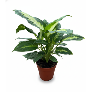 Dieffenbachia overig gemengd