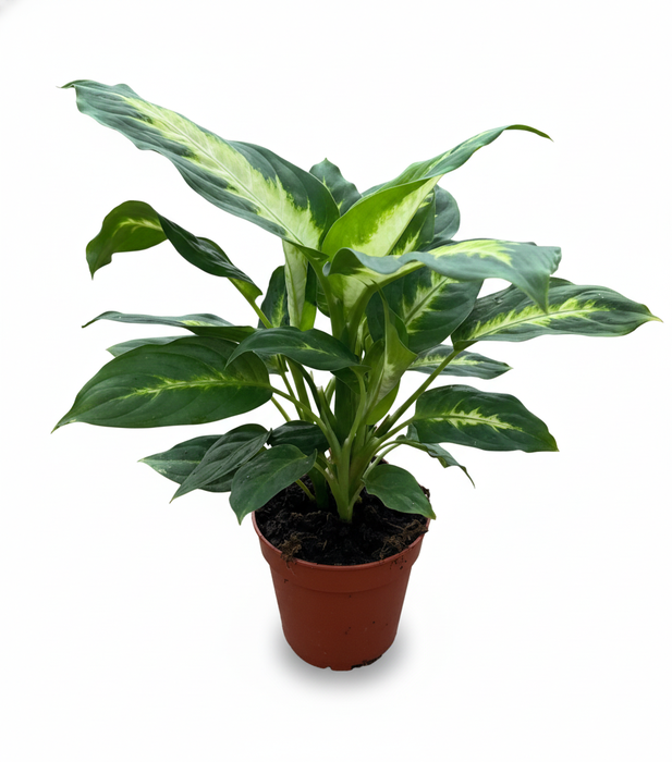 <h4>Dieffenbachia overig gemengd</h4>