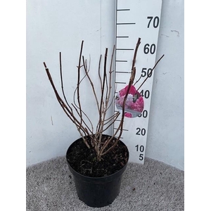 Hydrangea pan. Vanille Fraise 50-60 cm struik P26 C7,5