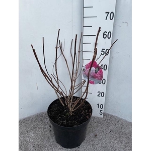 Hydrangea pan. Vanille Fraise 50-60 cm struik P26 C7,5