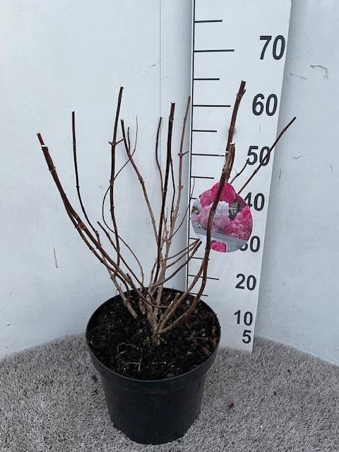<h4>Hydrangea pan. Vanille Fraise 50-60 cm struik P26 C7,5</h4>
