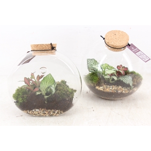 arr3 WR - Terrarium Juno hanger x4