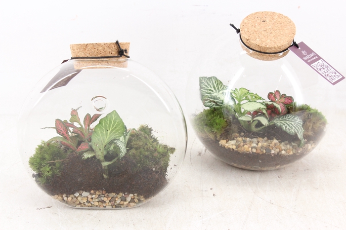 <h4>arr3 WR - Terrarium Juno hanger x4</h4>
