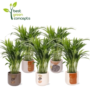 DYPSIS LUTESCENS