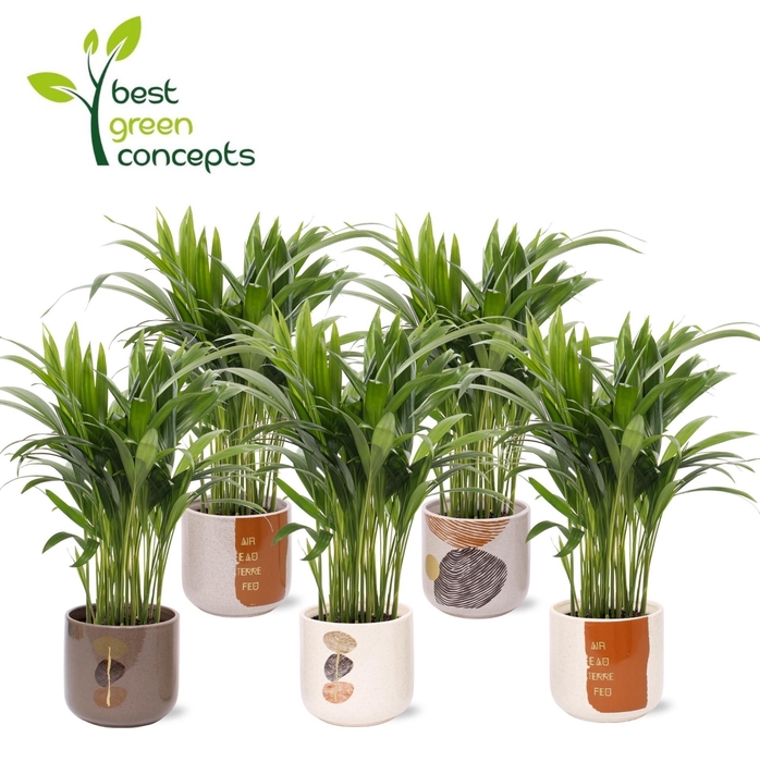 <h4>DYPSIS LUTESCENS</h4>