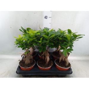 Ficus microcarpa 'Ginseng'