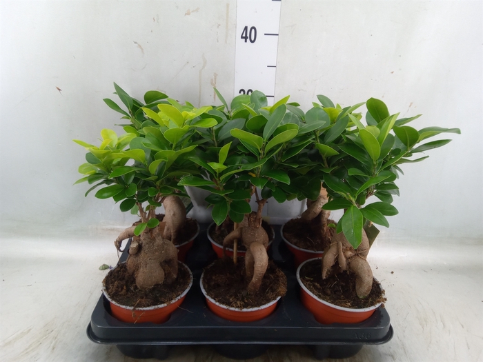 <h4>Ficus microcarpa 'Ginseng'</h4>