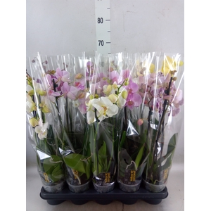 Phalaenopsis   ...mix  5
