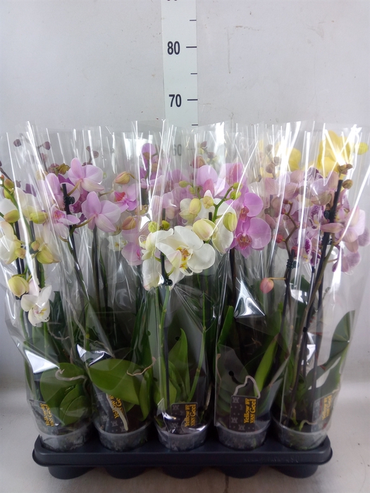 <h4>Phalaenopsis   ...mix  5</h4>