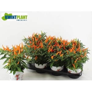 CAPS AN SANTO ORANGE