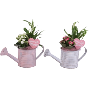 Grandmothers Day Arr. Indoor Zinc Wateringcan Vintage Ø31cm 2PP