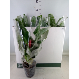 Aechmea fasciata 'Primera'