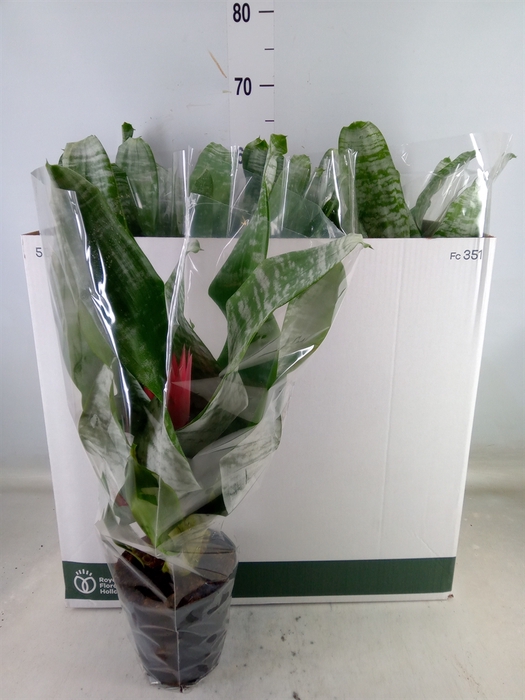 <h4>Aechmea fasciata 'Primera'</h4>
