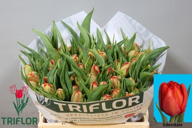 <h4>TU DU EDENDALE</h4>