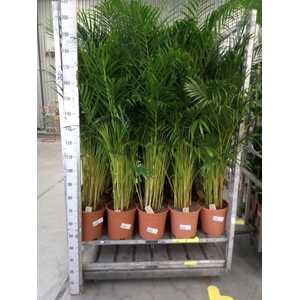 Dypsis lutescens   ...Chrysalidoca