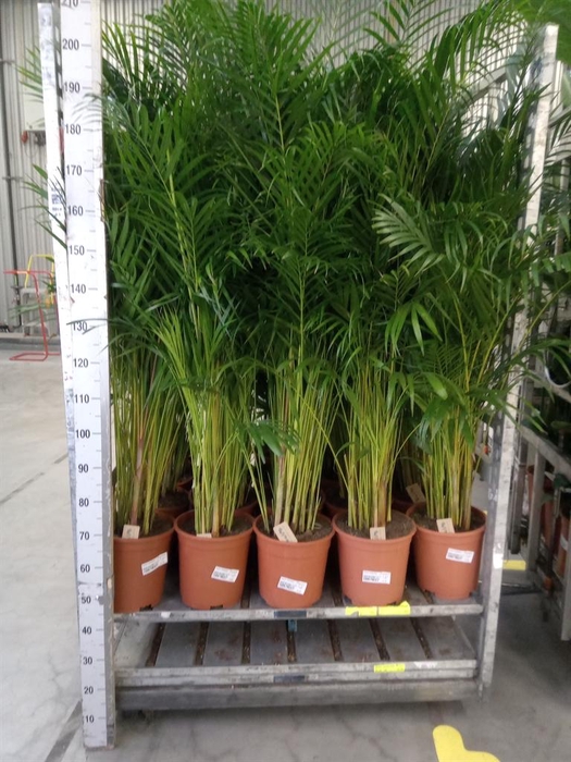 <h4>Dypsis lutescens   ...Chrysalidoca</h4>