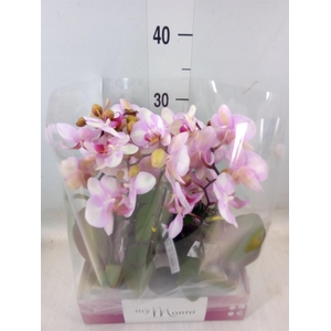 Phalaenopsis   ...rose