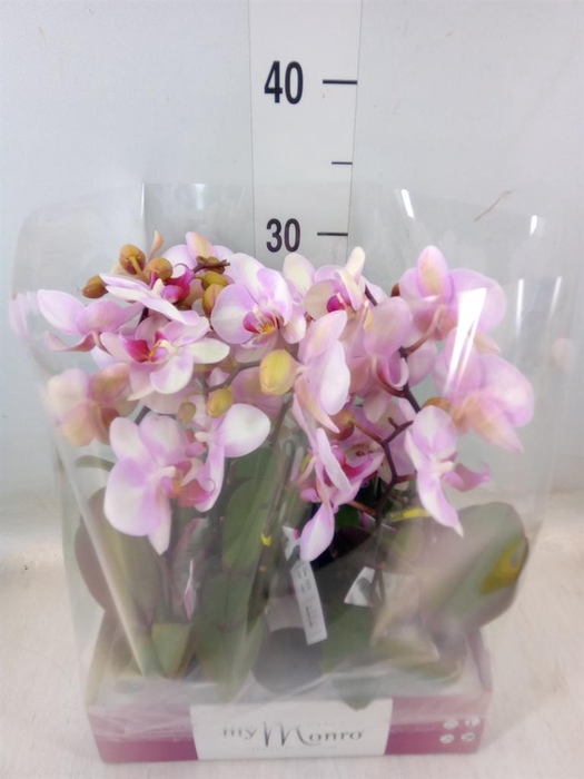 <h4>Phalaenopsis   ...rose</h4>