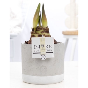 Hippeastrum white in P&PURE Jade ceramics