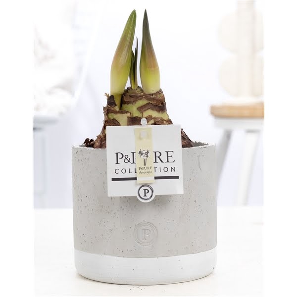 <h4>Hippeastrum white in P&PURE Jade ceramics</h4>