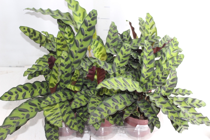 <h4>CALATHEA INSIGNIS P12</h4>