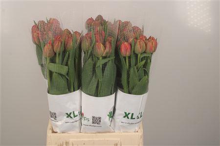 <h4>Tu Fr Du Columbus</h4>