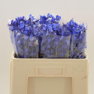 Delphinium Enkel Deldonna Blue