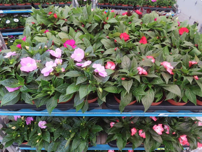 <h4>IMPAT NG MIXK 4 KL</h4>