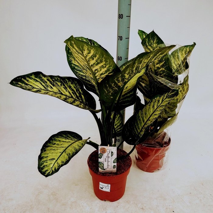 <h4>DIEFF SE MAROBA</h4>