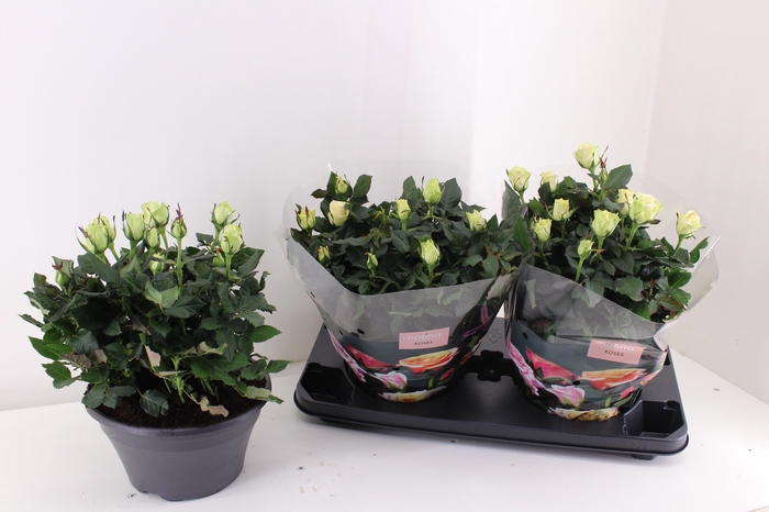 <h4>RO PATHIT MIXK</h4>