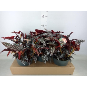 Begonia BD mac. 'Spotlight Dark'