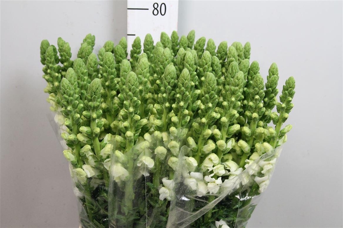 <h4>Antir Poto White</h4>