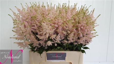 <h4>Astilbe Ja Europa</h4>