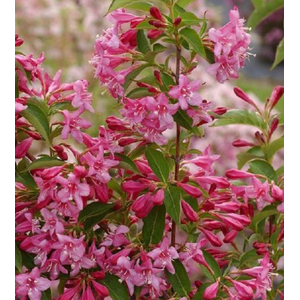 Weigela overig