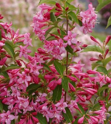 <h4>Weigela overig</h4>