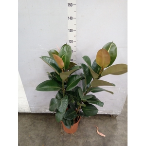 Ficus elastica 'Robusta'